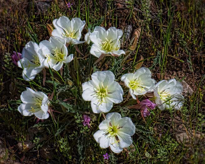 primrose-bouquet